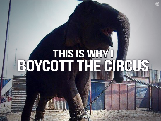 peta's tweet photo. RT if u agree that a life in chains is NO LIFE AT ALL. 

Hear that, @RinglingBros? http://t.co/tIV8qHPNkI