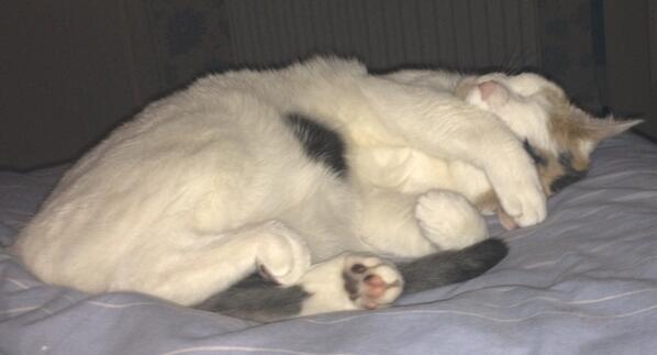 tortietwo's tweet image. Wonder what she's dreaming about