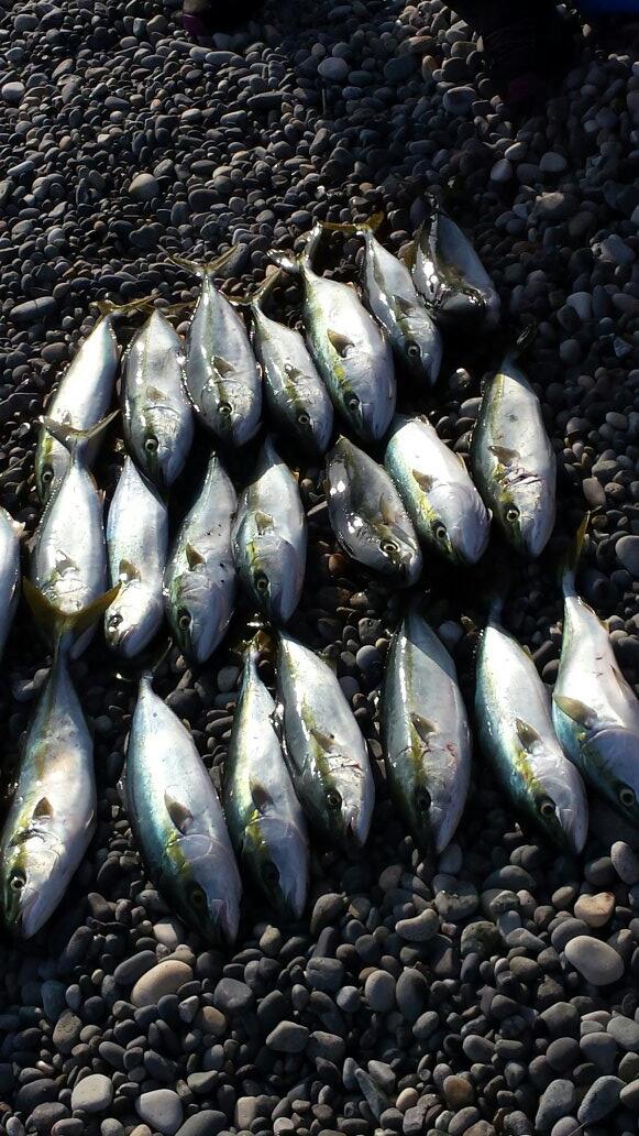 syota01's tweet photo. 爆釣♪♪♪ http://t.co/KfFmjO9ZLt