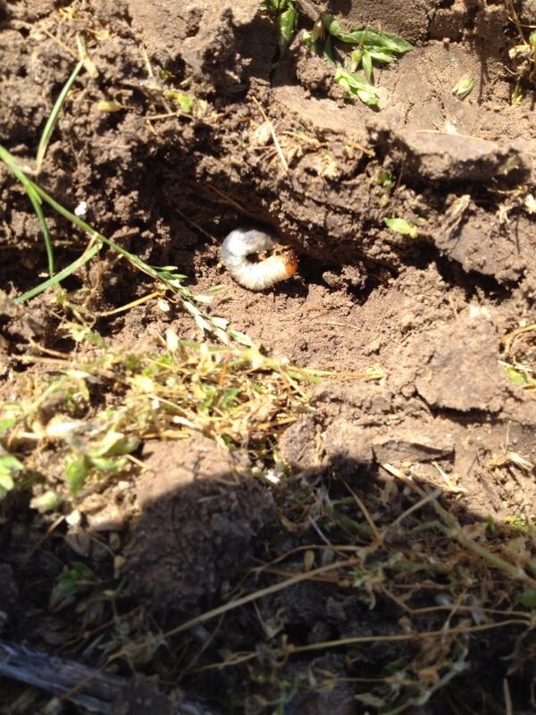Found this in soybean field today