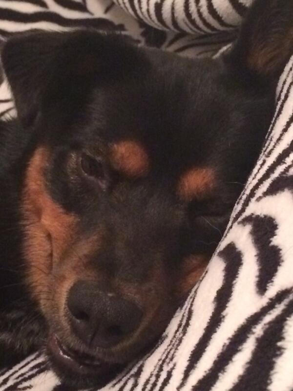 Sleepy time. Goodnight twitter world. #puppy #sleepy #itsalmostfriday