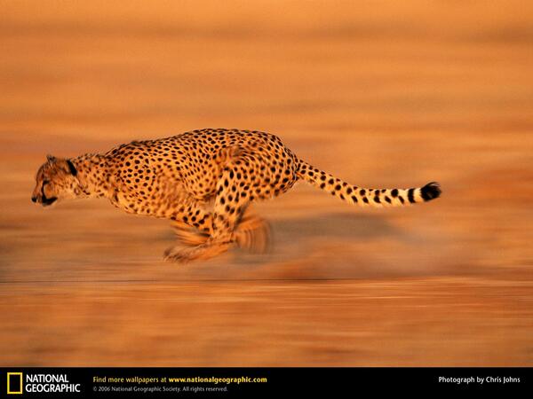 NewBroadcasts's tweet image. شيتا تركض خلف الفريسة