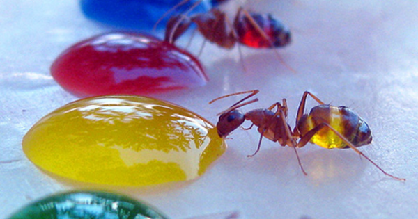 OMGFactsSex's tweet photo. You'll Never Believe What Happens To Ants When They Drink Colored Water. Mind = BLOWN ---> http://t.co/D7vXcqeBXb http://t.co/2DCehTKbj0