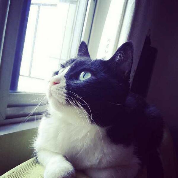 dy3190103's tweet photo. 可愛い http://t.co/vKimkyR8FA