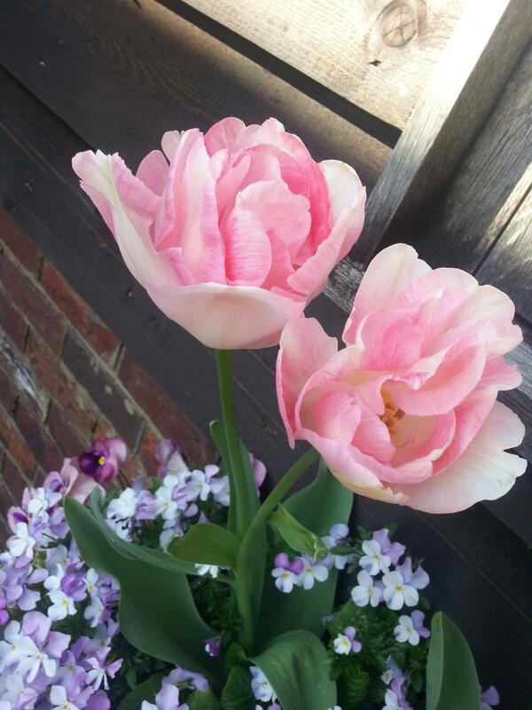 Concerned by the amount of chocolate related tweets. Here's a tulip that lovely Nigel planted for us #prettyinpink