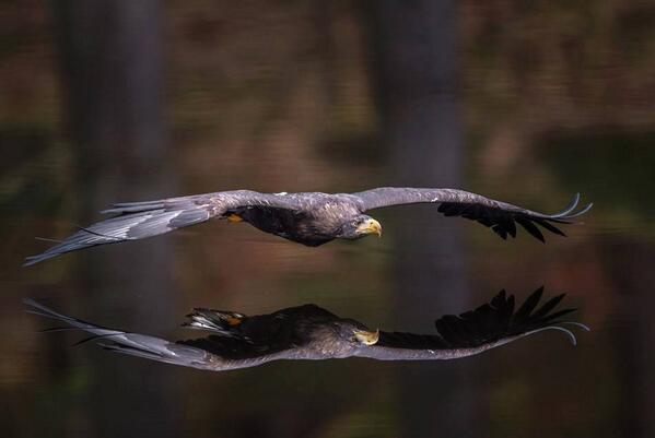 Gabriele_Corno's tweet photo. Eagle Reflection by Lumir Koutnik #mirror #CGE #fly http://t.co/MjZBpybFb3