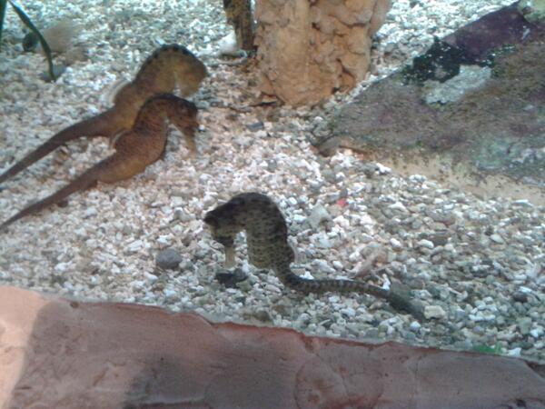 Photo du jour...
 #musée #hippocampe #Granville #chevaux #aquarium #Tourisme #Manche