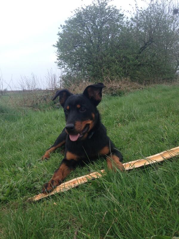SamSamxox's tweet photo. Vaux #lovehim #rottiecross #bootiful! #mine! http://t.co/ufwBL7kdLt