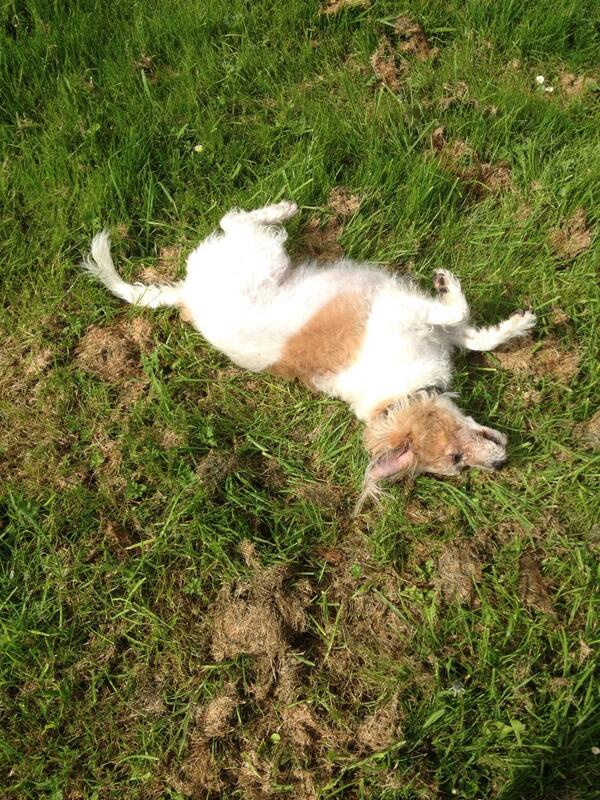 PawDimensions tweet picture