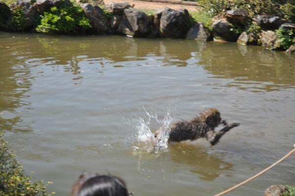 arashiyamamonke's tweet photo. 今日は初夏を思わせるようないい天気でした。おサルたちも初泳ぎです。 http://t.co/CJGW3U9eeY