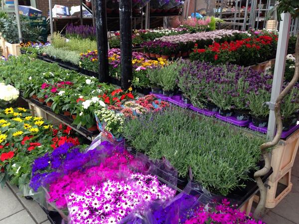 balhamtcp's tweet photo. RT @PetalsofBalham: Colour in your garden now #hildrethstreet #Balham @PetalsofBalham http://t.co/vyL8NsVPuv