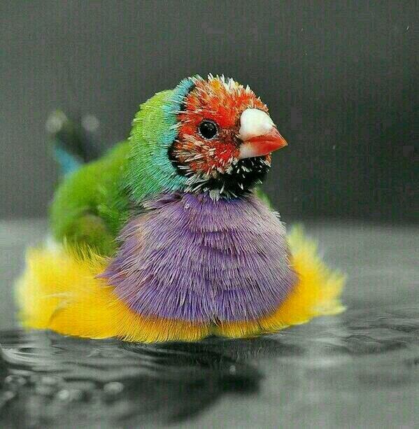 animaldc7's tweet photo. Bañito http://t.co/CAwoAxWjwf