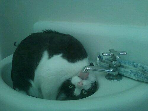 _Jkdae's tweet photo. แมวครับเอ็งหิวมากเลยใช่มั้ย 5555555555555555555555555555555555555 #แมวเป็นสัตว์ที่คิดจะครองโลก http://t.co/fCwTFCz9iB