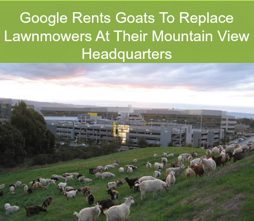 UoHBusinessSch's tweet photo. Friday Fact:
One cool way to save time..#GoogleGoats http://t.co/DoXBVoxglI