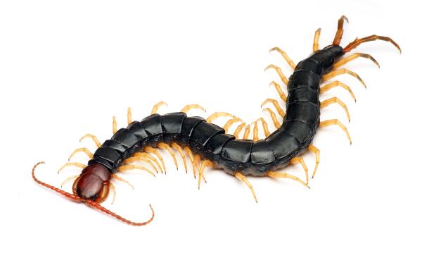 尾崎ケムリオ Auf Twitter Soku26 千葉では ハガチ と呼んで恐れられています ムカデ より怖さが伝わります