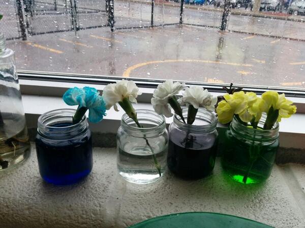 We want to know "why did the purple water not change the flower?" #kinderchat #kindergarten