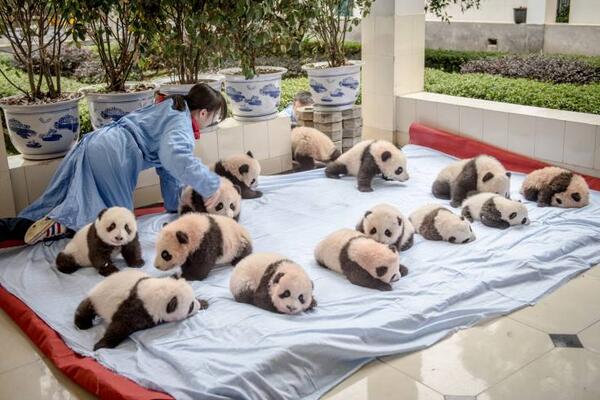 Fankledoose's tweet photo. Imagine it was yer job to put baby Pandas to bed? :-) http://t.co/wLj3wYKhPv