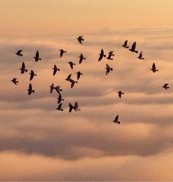 scurovolante's tweet photo. #buongiorno da
#ItaliaPigeonsRacing #Team http://t.co/UVe7eKYY3b