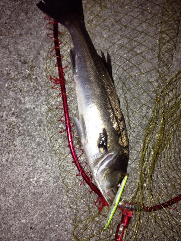 foo16260's tweet photo. 今日は、55センチ先頭に六つ(๑′ᴗ‵๑)
大きさより楽しませてもらいました！ http://t.co/i3QLXUknkB