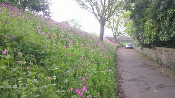I managed to get over to #Chichester to see how our #wildflower bank was getting on.... Stunning! #wildflowerturf