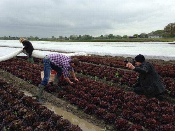 makemoreofsalad's tweet photo. One of our salad growers Andy from @stevesleaves shows a photographer how we harvest leafy salad http://t.co/vmBmhusg0D
