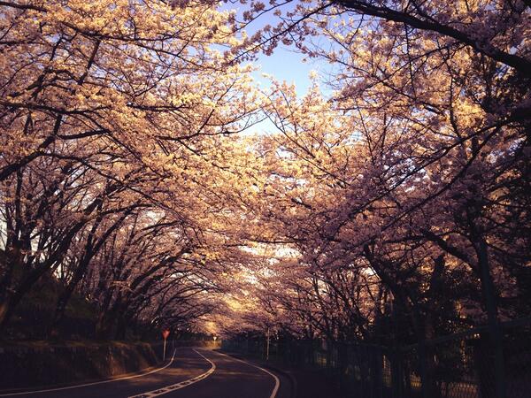 highestflower tweet picture