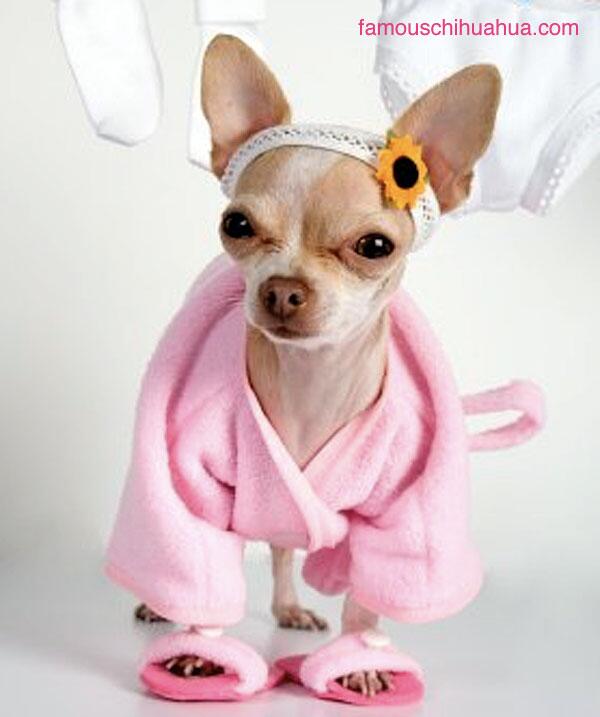 Sinplicity1's tweet photo. Chihuahua Run! Dogs in stupid costumes. Great ice cream. Why wouldn't you go?  Get yer woof on! @ontapmagazine http://t.co/h0iODv2KA7