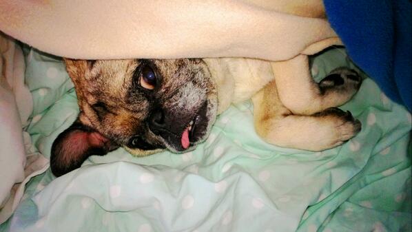 Eastcoast5150's tweet photo. Is it the weekend yet???? #WeekendPug http://t.co/HPO13o5ocT