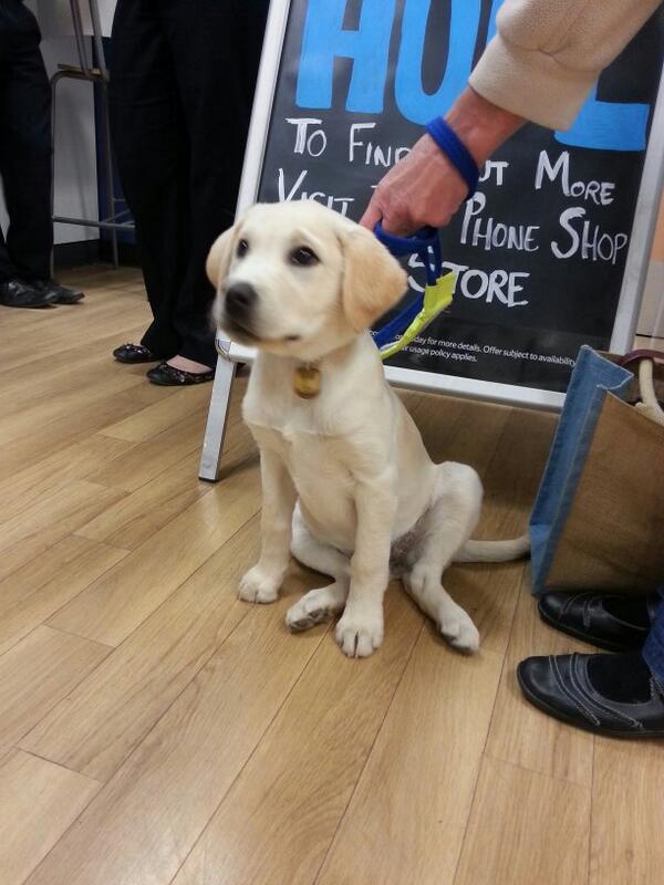 Look what came into work for its training today #socute <a href="/guidedogs/">Guide Dogs</a> <a href="/3074Extra/">Quedgeley Extra 3074</a>