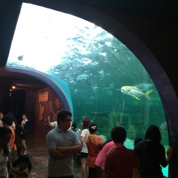 thanchanok_mint's tweet photo. และจุดที่ผู้ชมให้ความสนใจมาก ก็จะเป็นทางด้านอุโมงค์ปลายักษ์ มีปลาขนาดใหญ่เป็นจำนวนมาก http://t.co/nIC7Hj1PUr
