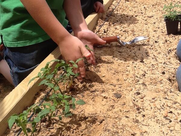 1st graded planting new tomato plants. Can't wait for the first Better Boy!