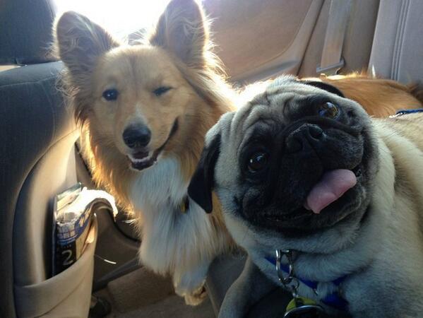 BuzzFeed's tweet photo. 17 Rules For Taking A Good Photo http://t.co/n5wMeS6GpJ via @BuzzFeedAnimals http://t.co/H72dppFiQy