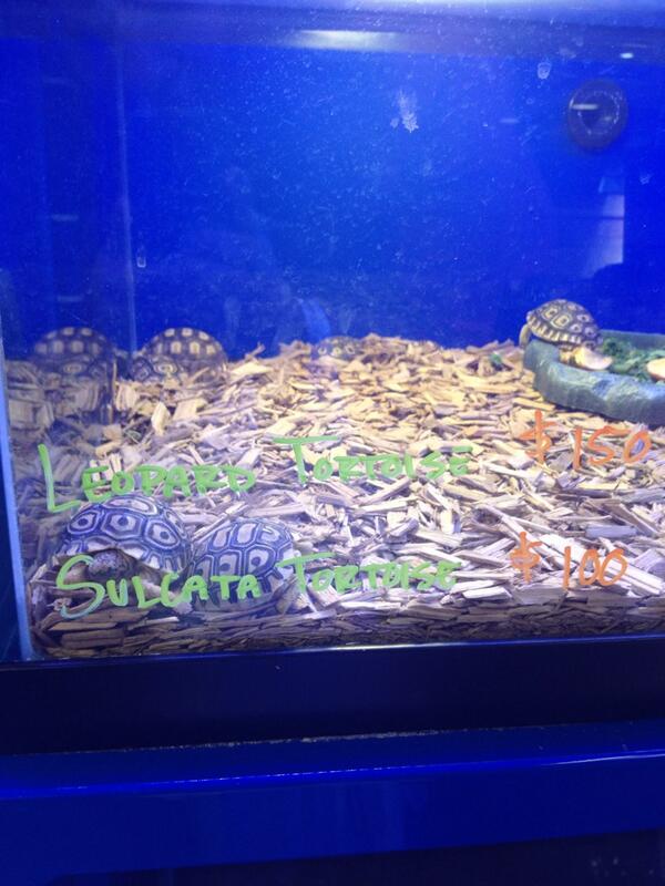 Reptiles N Reefs (ReptilesNReefs) Twitter