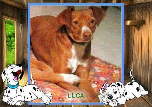 elhocicoorg's tweet photo. A Luca lo rescatamos en shock, no quería moverse. Han pasado los meses y está recuperad, pero nadie pregunta por él! http://t.co/rNKsJ85WKy