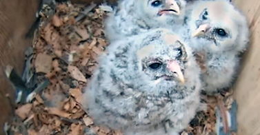 WBU_Inc's tweet photo. Whooo doesn't love a contest? Name our @WBU_Owls owlets http://t.co/u06dUgXwRu http://t.co/F5ZJ62ikFP