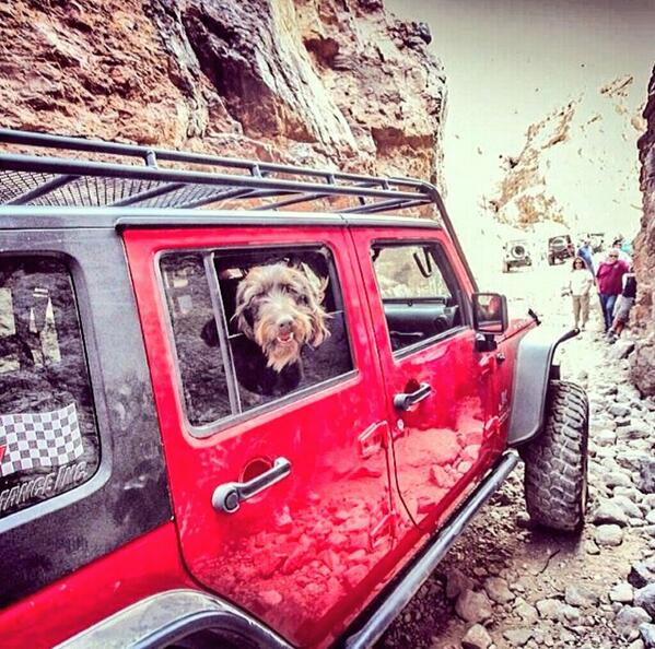 jeepindogs's tweet photo. Instagram photo by @jumpnjill http://t.co/MJzwQd5X5Y #jeepindogs #jeep #jeeplife #itsajeepthing #jeepfamily http://t.co/ZvtMchKxaq