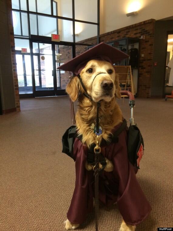 Adorable therapy dog honored at high school graduation - Good Morning  America
