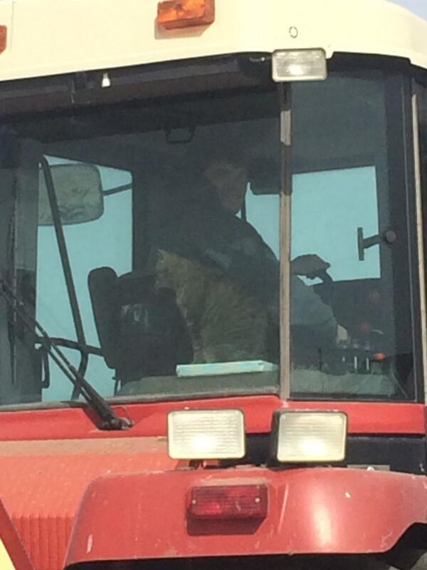 Sudzee101's tweet image. Some people ride with their dogs, Alex's likes to roll with his cats #DifferentCat #PardonThePun #CatWhisperer