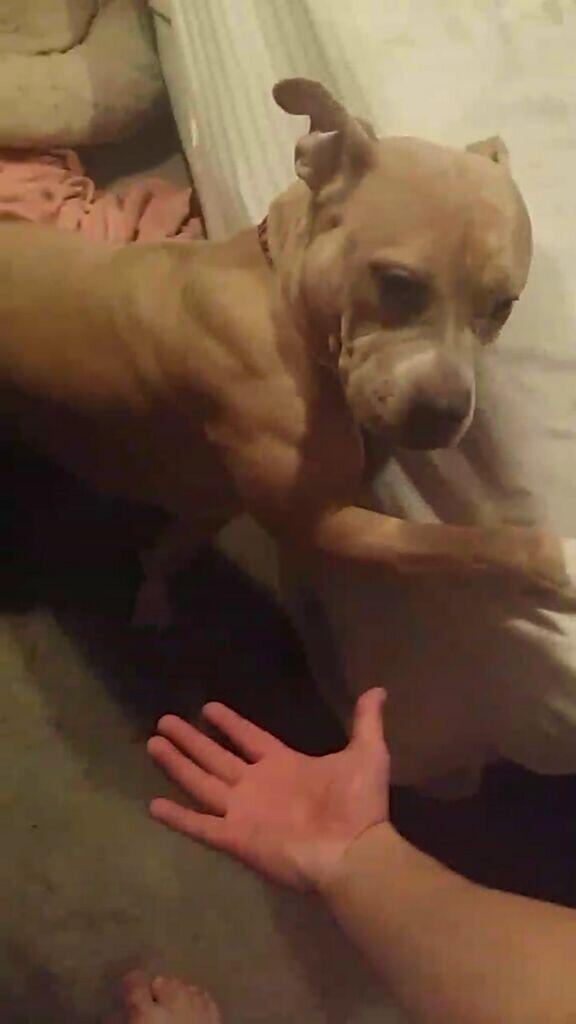 JohnnyBoiMonkey's tweet image. Do you even lift?
#pitbullpower