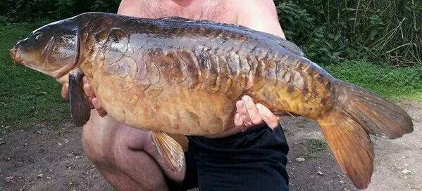 A stunning example of a dark, lean #Norfolkcarp
#carpfishing
#carpcrew
#carp