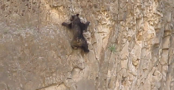 iSkiMagazine's tweet photo. Impressive. RT @Outside_TV Turns out #bears are pretty sweet rock climbers http://t.co/jzvBosd9wx http://t.co/XdkPkG8NF1