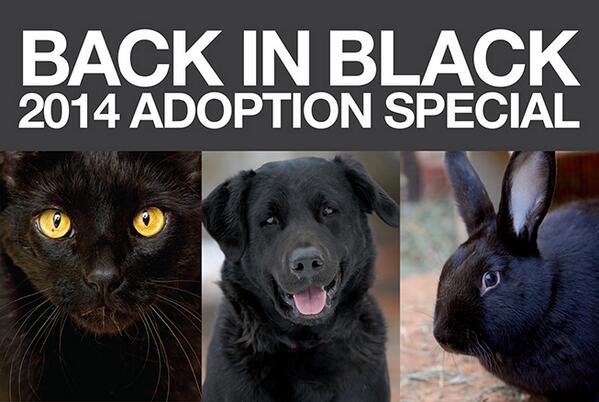 bestfriends's tweet photo. Black pets often wait longer to get adopted. Help change that through Back in Black: http://t.co/4UKSZFsQqu. #BIB ^ML http://t.co/C0xlbt88q4