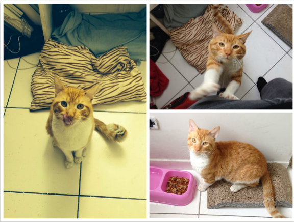 VozAnimalP's tweet photo. Tom en adopción.Tiene 2 años,vacunado, desparasitado y con antipulgas, Si deseas adoptarlo : anaisanaya88@gmail.com http://t.co/UaEDumREyo