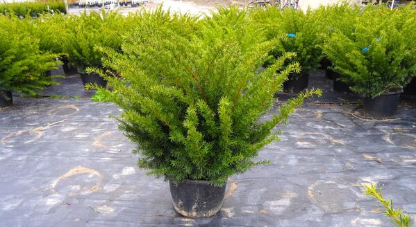 MoriNurseries's tweet photo. #Lookinggood ! Dense Yew - 7-Gallon 40cm pot. 
*Contact your sales rep for more info on this product. http://t.co/NgwB2GikwJ