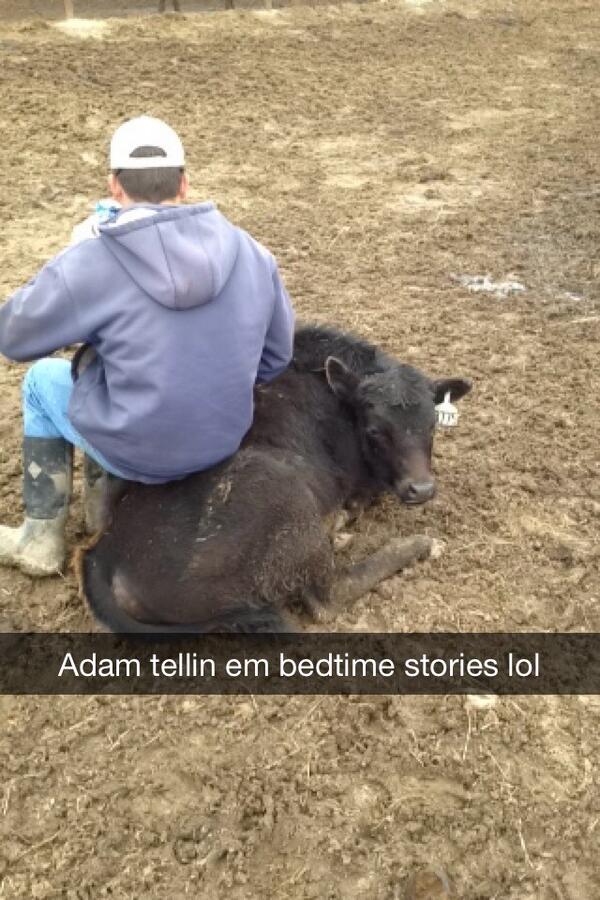 adgmv3's tweet photo. @Stuffonmycows another day in paradise #beef http://t.co/c546EaNAS3