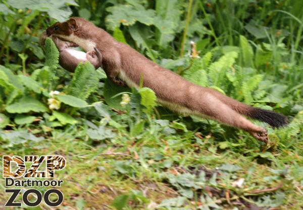 DartmoorZoo's tweet image. Spectacular #stoat action caught today at DZP @wildlife_uk @WildlifeWatchUK @DevonWildlife