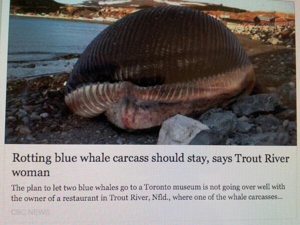 jejparsons's tweet image. Now that&apos;s a headline! #ExplodingWhale hasthewhaleexplodedyet.com