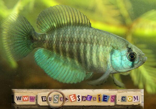 BuscaEspecies's tweet photo. ¿Sabías que hay peces Uruguayos que pasan meses enterrados en tierra seca? Descubrilos en: http://t.co/R1UTKxFyQJ http://t.co/sToq0vWCAP