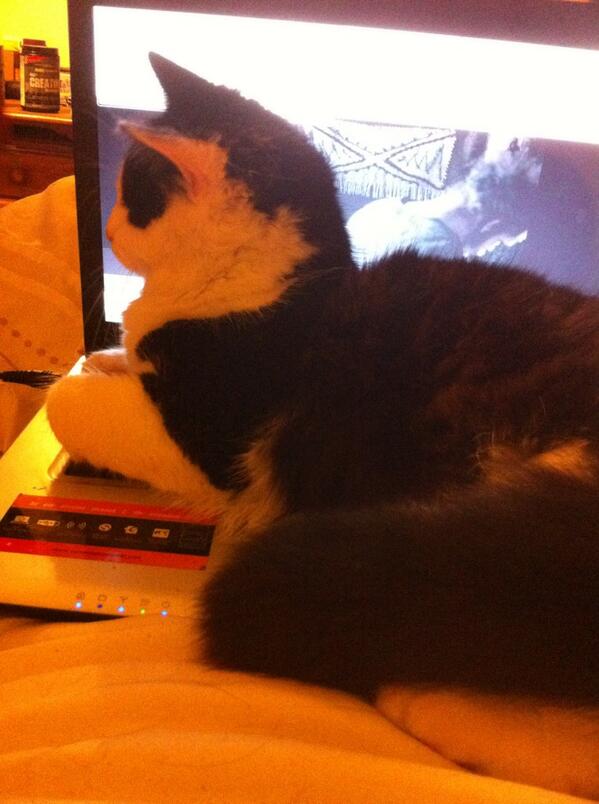 Ry_Partridge's tweet photo. Pussy always getting in the way when trying to watch a film http://t.co/kuSpd15ArH