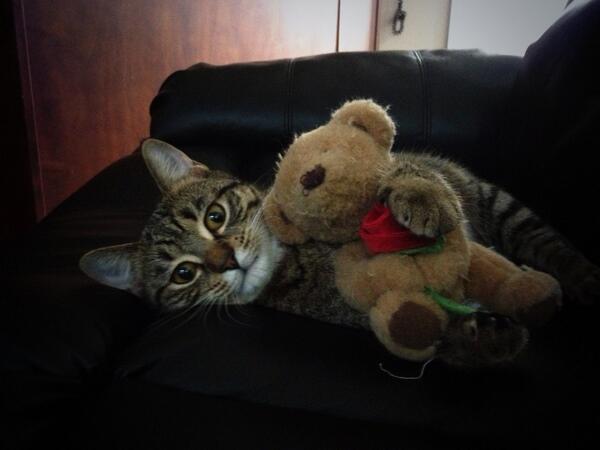 TimbitOlive's tweet image. Hey, I am Olive. I'm two years old and live with my two parents and my best friend Timbit.